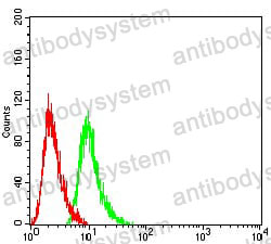 Anti-RAB6B Antibody (R4B47)