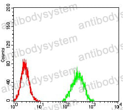 Anti-ZFP91 Antibody (R4B53)