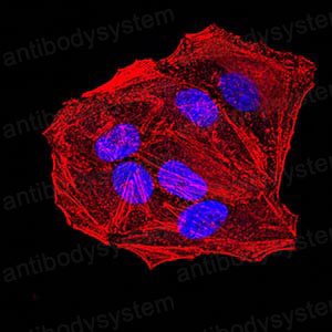 Anti-ANAPC10 Antibody (R4B55)
