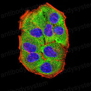 Anti-PRKAG3 Antibody (R4B59)
