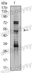 Anti-TFAP2B Antibody (R4B63)
