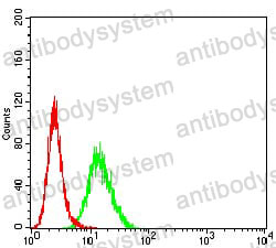 Anti-PCDH9 Antibody (R4B65)