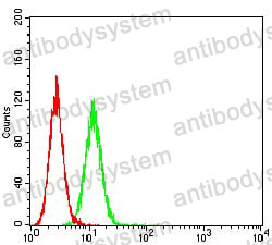 Anti-CHRNA10 Antibody (R4B69)