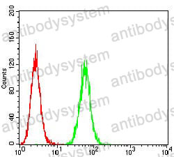Anti-P2RY8 Antibody (R4B72)
