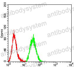 Anti-WDFY3 Antibody (R4B76)