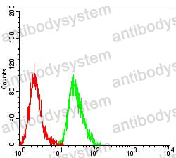 Anti-WDFY3 Antibody (R4B77)