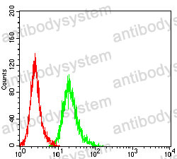 Anti-AMBRA1 Antibody (R4B80)