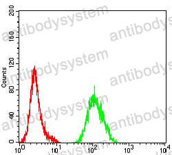 Anti-ATG4B Antibody (R4B81)