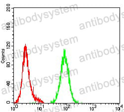 Anti-ATG4B Antibody (R4B82)