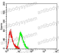 Anti-BRIP1 Antibody (R4B83)