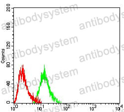 Anti-BRIP1 Antibody (R4B84)