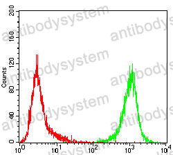 Anti-TRIB2 Antibody (R4B94)