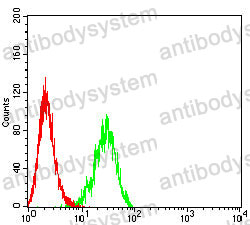 Anti-RABEP2 Antibody (R4B98)