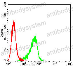 Anti-RABEP2 Antibody (R4B97)