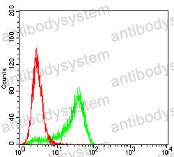 Anti-CCNB3 Antibody (R4C02)