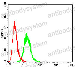 Anti-DYRK4 Antibody (R4C04)