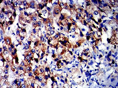 Anti-DYRK4 Antibody (R4C03)