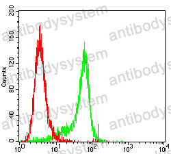 Anti-ATP6V0A4 Antibody (R4C07)