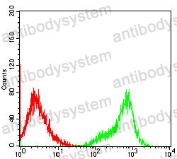 Anti-DCLK2 Antibody (R4C09)
