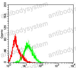 Anti-SLC7A3 Antibody (R4C11)