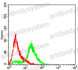 Anti-SLC7A3 Antibody (R4C10)