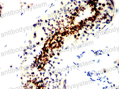 Anti-SPATA19 Antibody (R4C13)