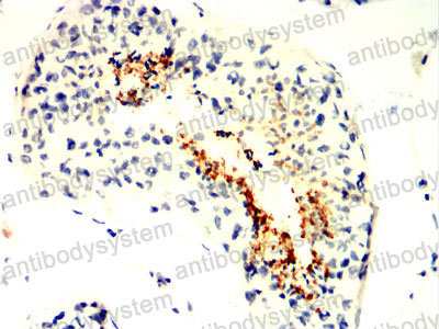 Anti-SPATA19 Antibody (R4C12)