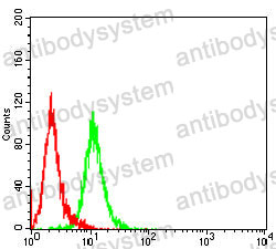 Anti-NPM2 Antibody (R4C15)