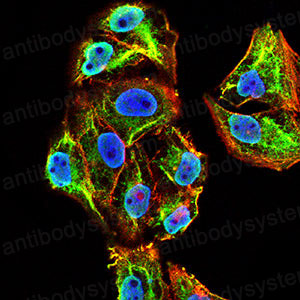 Anti-NPM2 Antibody (R4C14)