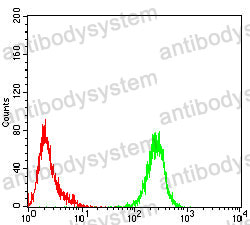 Anti-EIF2B3 Antibody (R4C18)