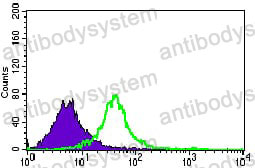 Anti-GNL3 Antibody (R4C21)