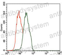 Anti-HROB Antibody (R4C22)