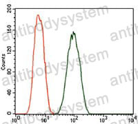 Anti-DCTN4 Antibody (R4C23)