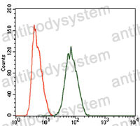 Anti-PIWIL4 Antibody (R4C24)