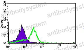 Anti-MRPL42 Antibody (R4C27)