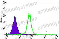 Anti-MRPL42 Antibody (R4C26)