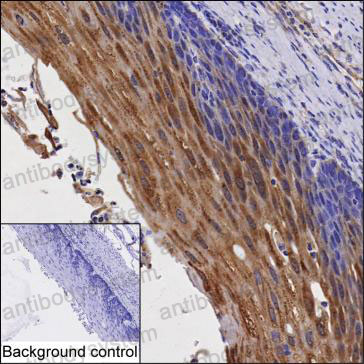 Anti-GBP6 Antibody (R4C28)