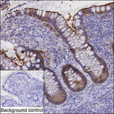 Anti-USH1C Antibody (R4C29)