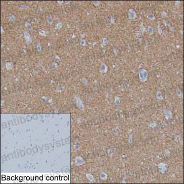 Anti-SV2A Antibody (R4C31)