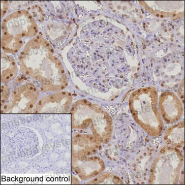 Anti-C7orf50 Antibody (R4C32)