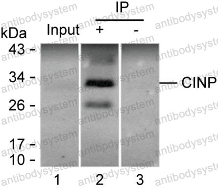 Anti-CINP Antibody (R4C33)