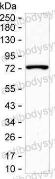 Anti-SPDL1 Antibody (R4C35)