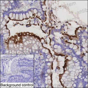 Anti-CDHR5 Antibody (R4C38)