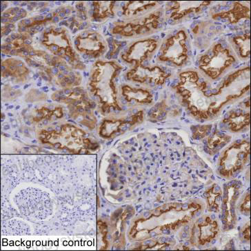 Anti-MYO6 Antibody (R4C39)
