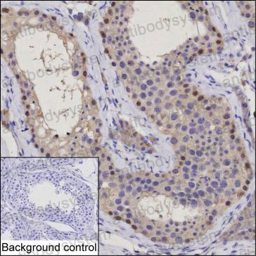 Anti-OBI1 Antibody (R4C41)