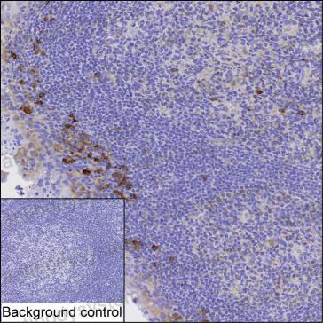 Anti-GIMAP8 Antibody (R4C44)