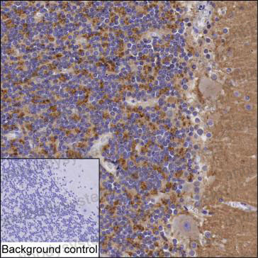 Anti-SCAMP5 Antibody (R4C45)