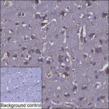 Anti-SEMA6C Antibody (R4C49)
