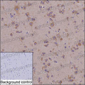 Anti-PELI3 Antibody (R4C50)