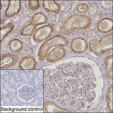 Anti-RNF135 Antibody (R4C52)